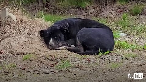 ケガした野良犬
