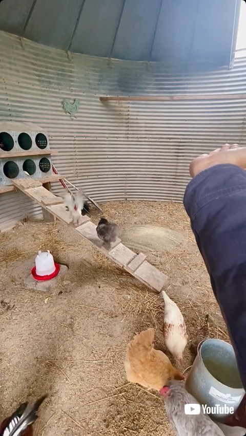 羽ばたこうとするニワトリ