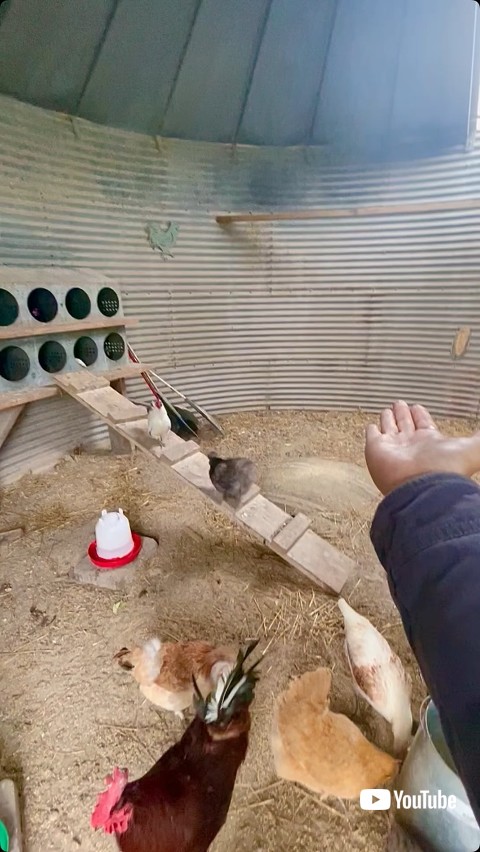 男性を見るニワトリ