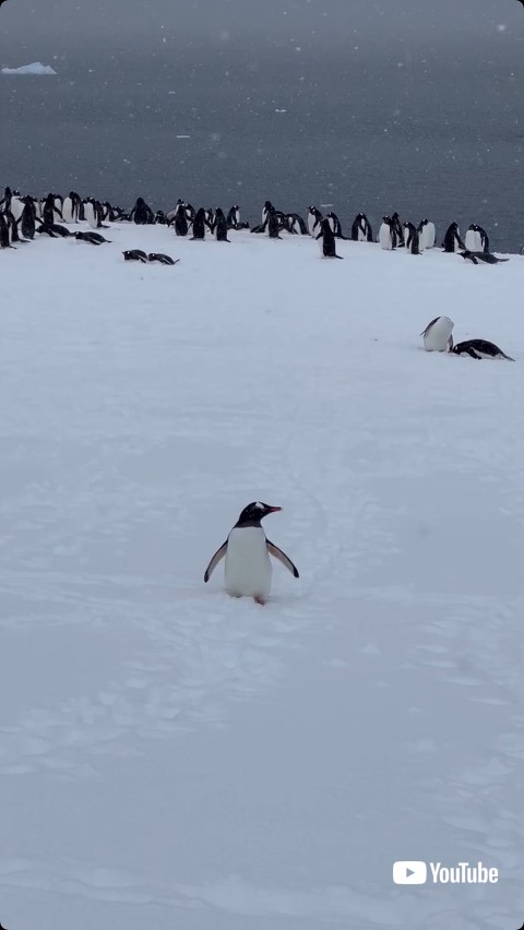 南極にいるペンギンたち