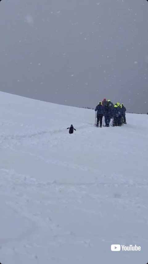 人の後ろを歩くペンギン