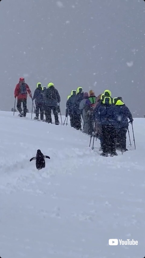 人を追いかけるペンギン