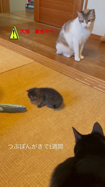 おもちゃに興味