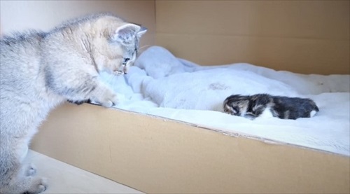 初めて赤ちゃん猫に会ったパパ猫