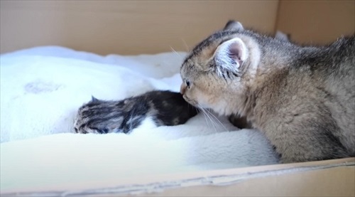 初めて赤ちゃん猫に会ったパパ猫