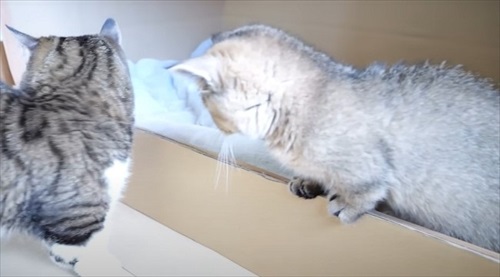 初めて赤ちゃん猫に会ったパパ猫