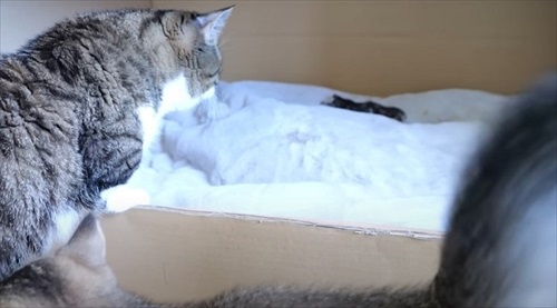 初めて赤ちゃん猫に会ったパパ猫