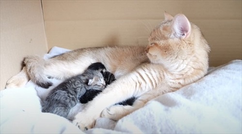 初めて赤ちゃん猫に会ったパパ猫