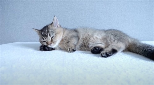 初めて赤ちゃん猫に会ったパパ猫