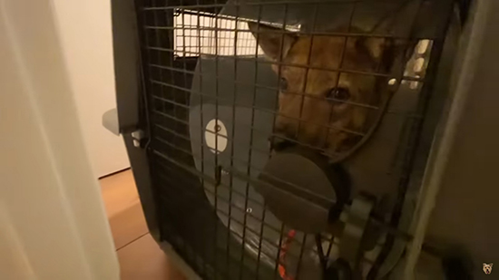 クレートの中のチャーリーくん