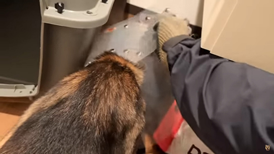 エリザベスカラーが取れたチャーリーくん