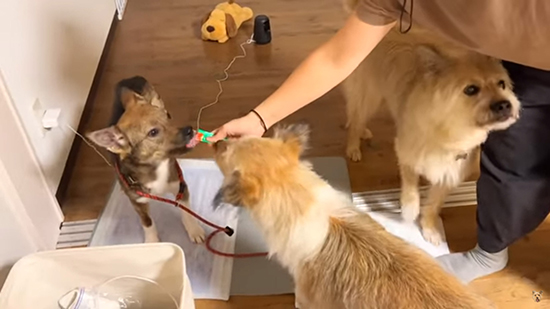 みんなでちゅーる