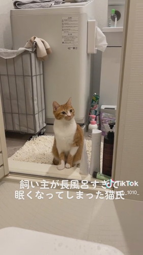 「飼い主が長風呂すぎて眠くなってしまった猫氏」