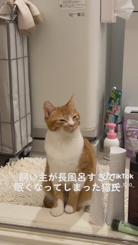 「飼い主が長風呂すぎて眠くなってしまった猫氏」