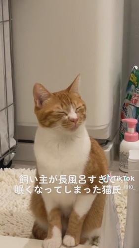 「飼い主が長風呂すぎて眠くなってしまった猫氏」