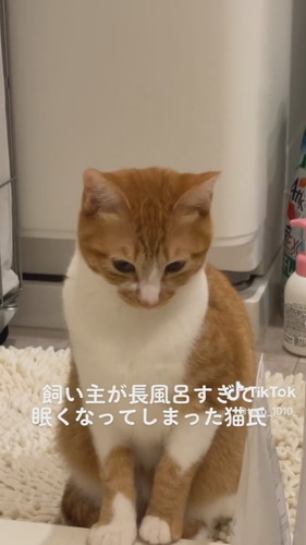 「飼い主が長風呂すぎて眠くなってしまった猫氏」