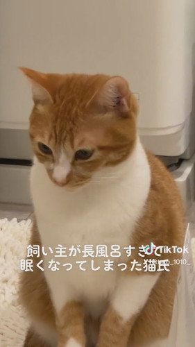 「飼い主が長風呂すぎて眠くなってしまった猫氏」