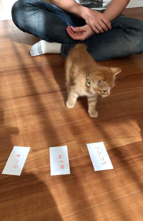 自分で名前を選ぶ子猫