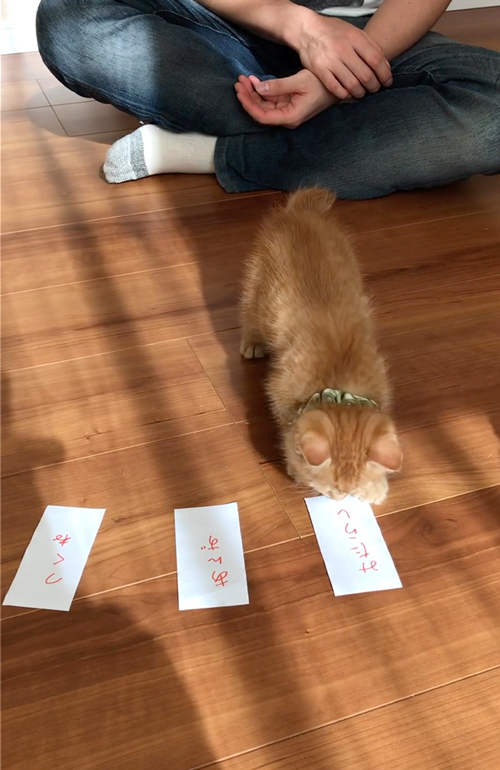 自分で名前を選ぶ子猫