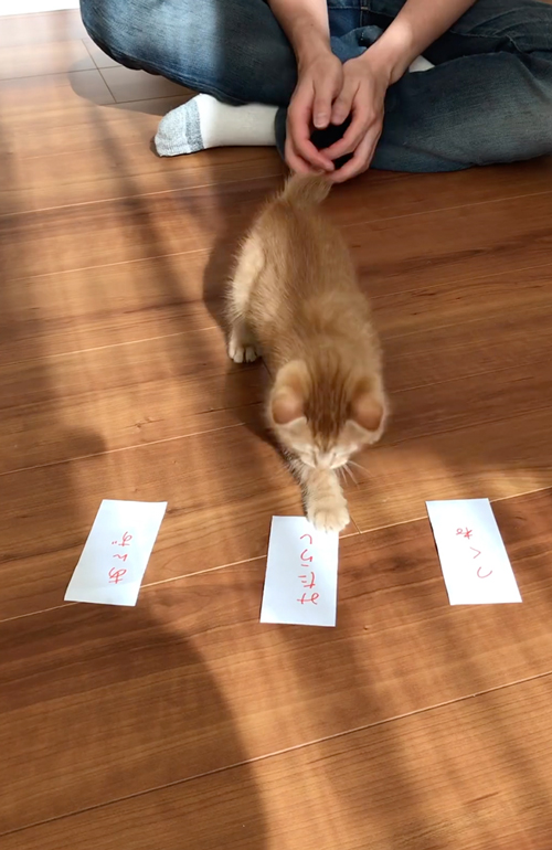 自分で名前を選ぶ子猫
