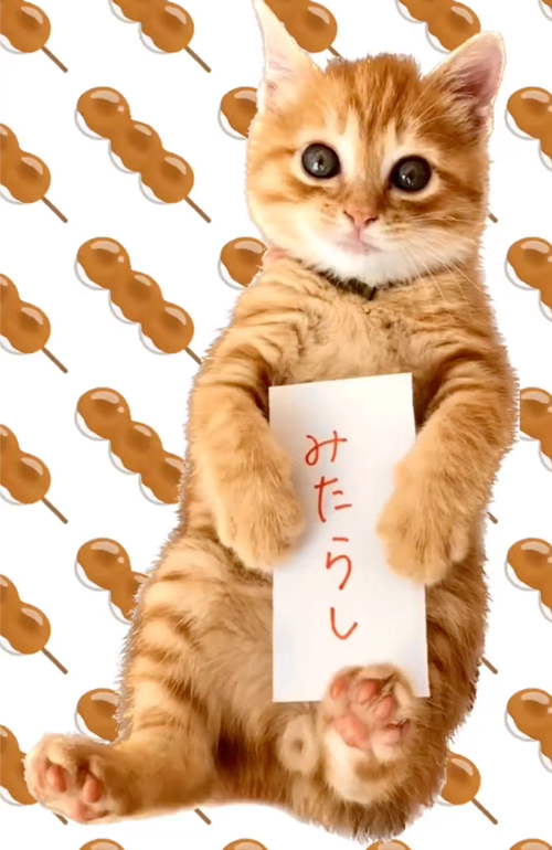 自分で名前を選ぶ子猫