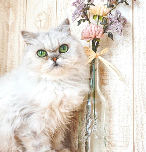 ショコラちゃん