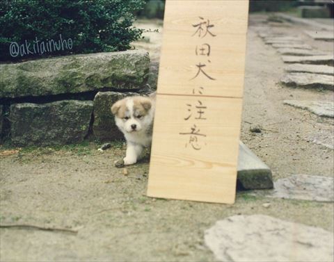 オススメ