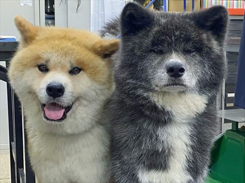 秋田犬2匹