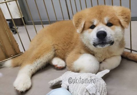 前足しまってる子犬