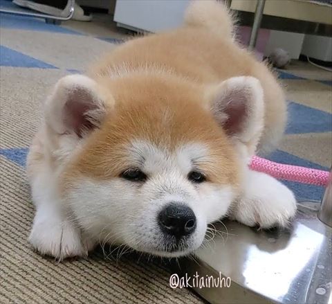 左前足台にのせてる