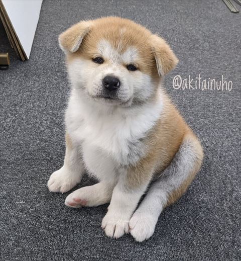 おじさん座り子犬