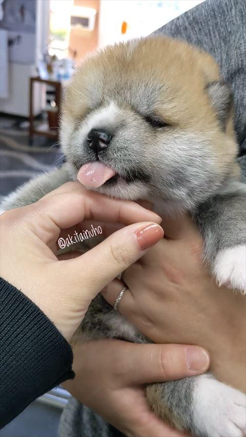 舌だしてる子犬