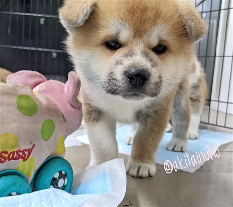 カメラに近づく子犬