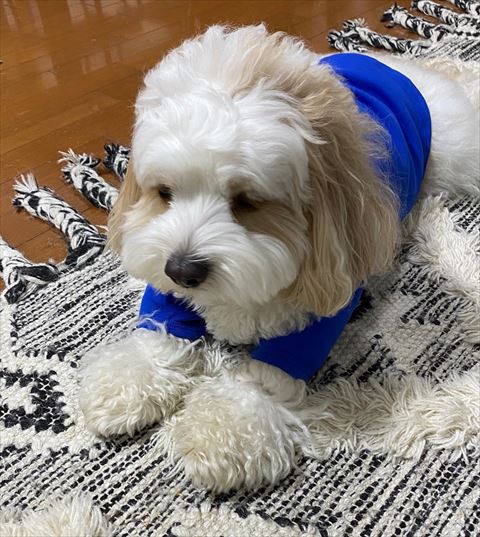 前足そろえてるワンコ