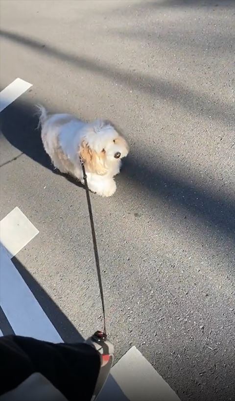 右前足だして前をみつめるワンコ斜め上から