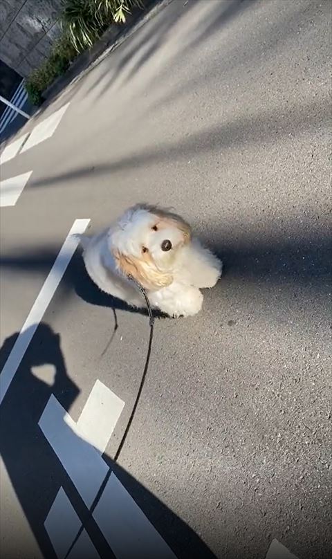 右前足だして前をみつめるワンコ斜め前から