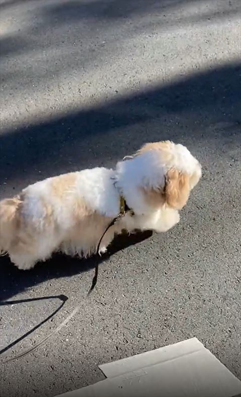 歩いてるワンコ上から