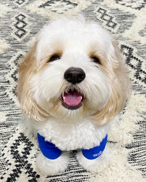 ユニフォーム着て笑顔のワンコ