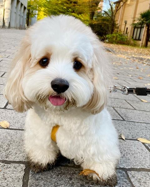 足が泥まみれなワンコ