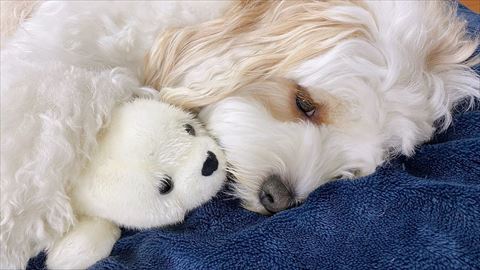 ぬいぐるみだいて寝てるワンコ