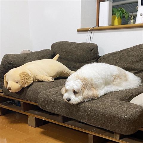 ぬいぐるみとソファで並ぶワンコ