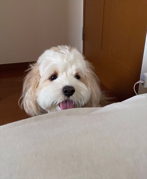 ベッドの横にいるワンコ