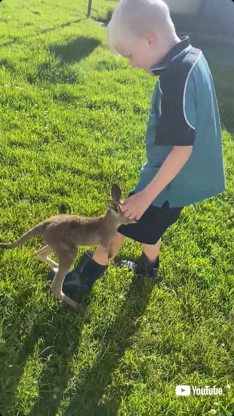 膝に抱きつくカンガルー