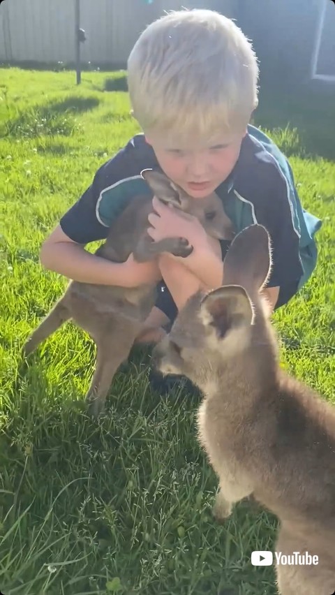 抱きしめられるカンガルー