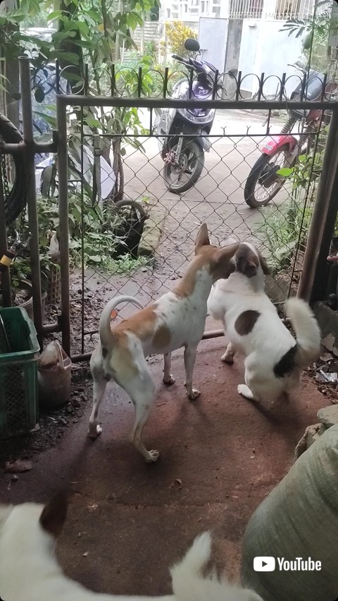 フェンスを見る犬