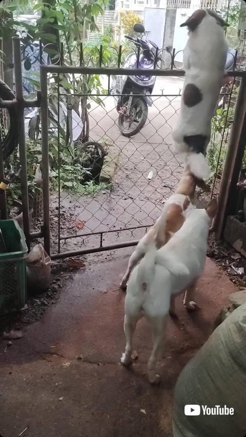 フェンスを上る犬