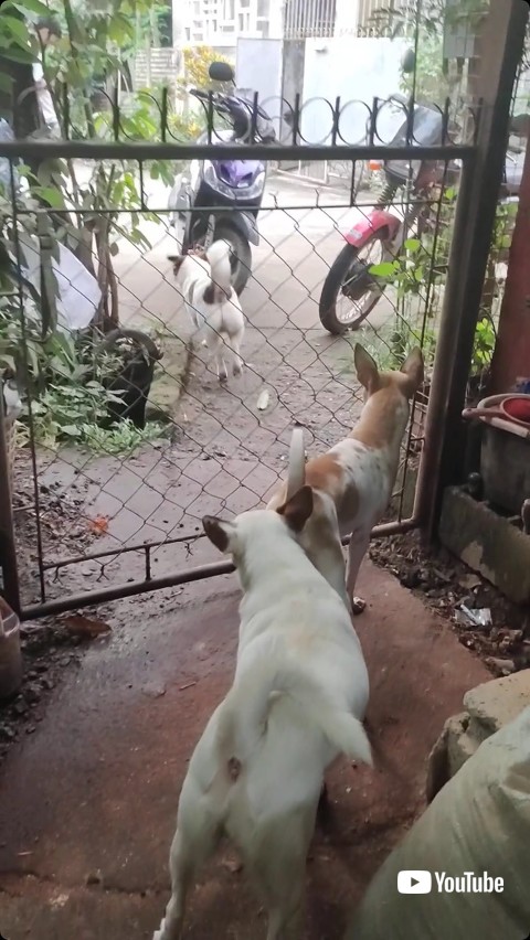 フェンスから脱走する犬