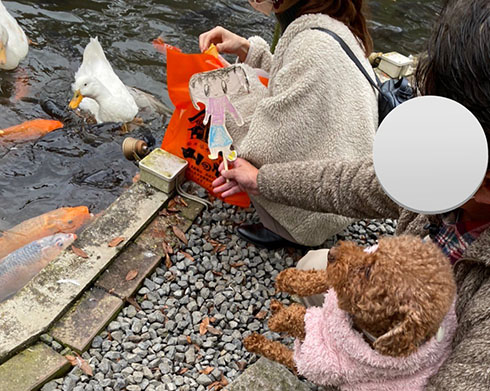 池の鯉でぬい撮り