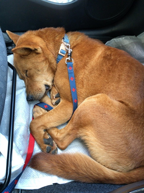 寝る保護犬