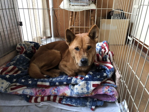 なついた保護犬